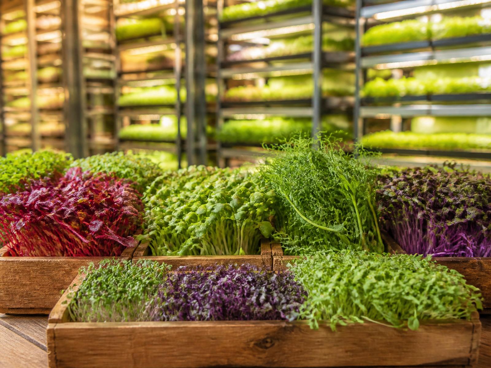 A wooden tray of freshly harvested microgreens